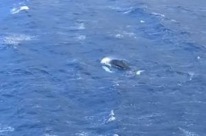 Κάλυμνος: Φάλαινα εμφανίστηκε και κολύμπησε στον κόλπο των Αργινώντων