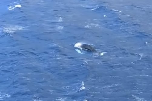 Κάλυμνος: Φάλαινα εμφανίστηκε και κολύμπησε στον κόλπο των Αργινώντων