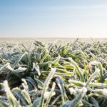 Πολικές θερμοκρασίες απειλούν το σύνολο της ουκρανικής σοδειάς