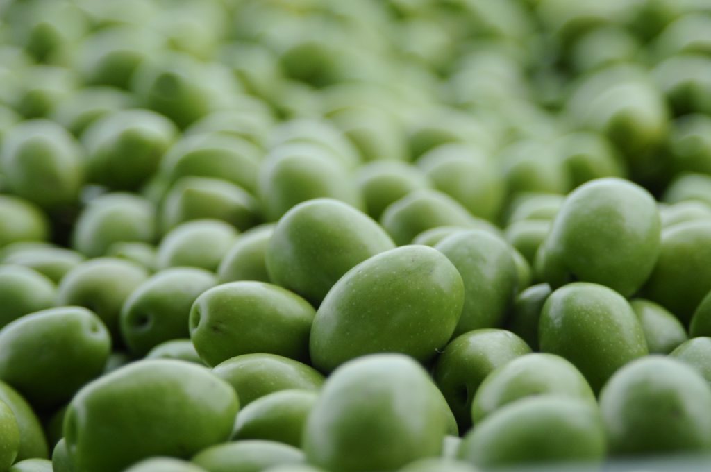 Η ποιότητα ελαιόλαδου και τα κρυφά κόστη της πρόωρης συγκομιδής