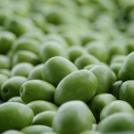 Η ποιότητα ελαιόλαδου και τα κρυφά κόστη της πρόωρης συγκομιδής