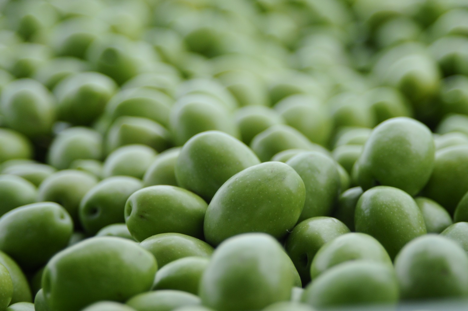 Η ποιότητα ελαιόλαδου και τα κρυφά κόστη της πρόωρης συγκομιδής