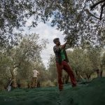 Βαμβάκι και ελαιόλαδο, δύο αποδείξεις για το έλλειμμα στρατηγικής στον πρωτογενή