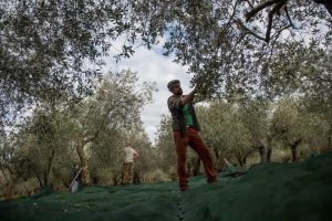 Βαμβάκι και ελαιόλαδο, δύο αποδείξεις για το έλλειμμα στρατηγικής στον πρωτογενή