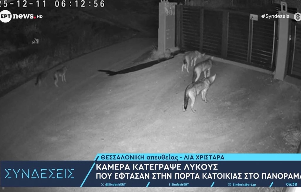 Δεν είναι εξοικειωμένοι με την ανθρώπινη παρουσία οι λύκοι που εμφανίστηκαν σε Πανόραμα και Θέρμη