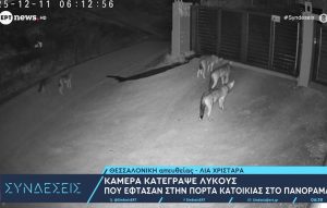 Δεν είναι εξοικειωμένοι με την ανθρώπινη παρουσία οι λύκοι που εμφανίστηκαν σε Πανόραμα και Θέρμη