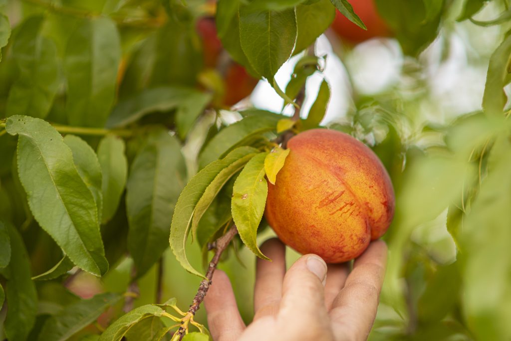 Μη επεμβατική μέθοδο για διακρίβωση ωρίμανσης ανέπτυξαν Ισπανοί επιστήμονες - Fresher