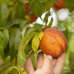 Μη επεμβατική μέθοδο για διακρίβωση ωρίμανσης ανέπτυξαν Ισπανοί επιστήμονες - Fresher