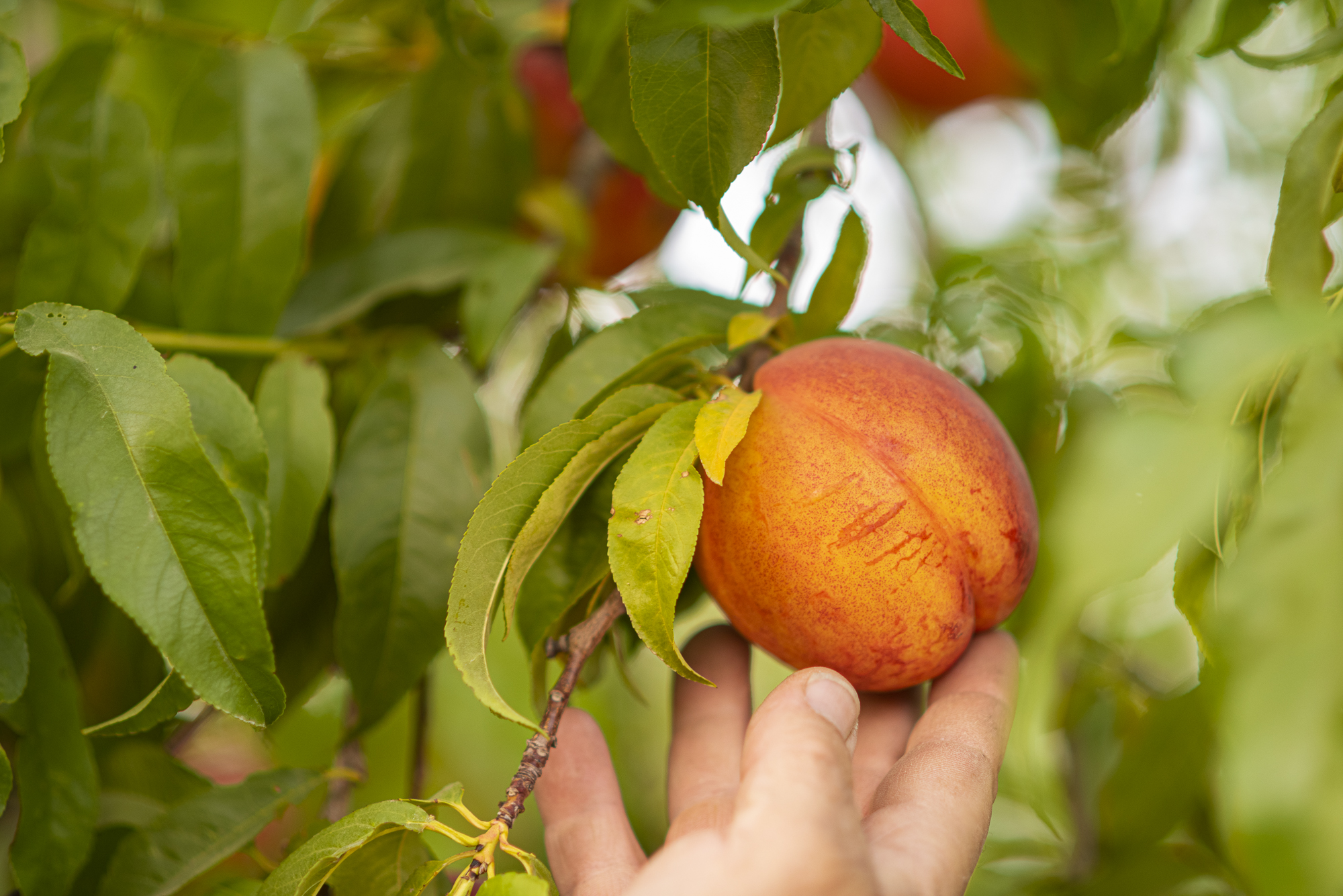 Μη επεμβατική μέθοδο για διακρίβωση ωρίμανσης ανέπτυξαν Ισπανοί επιστήμονες - Fresher