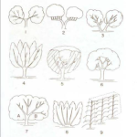 Η τέχνη του κλαδέματος της ελιάς