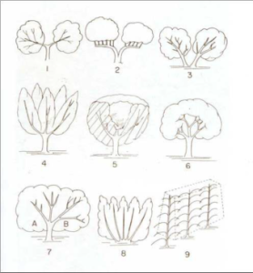 Η τέχνη του κλαδέματος της ελιάς