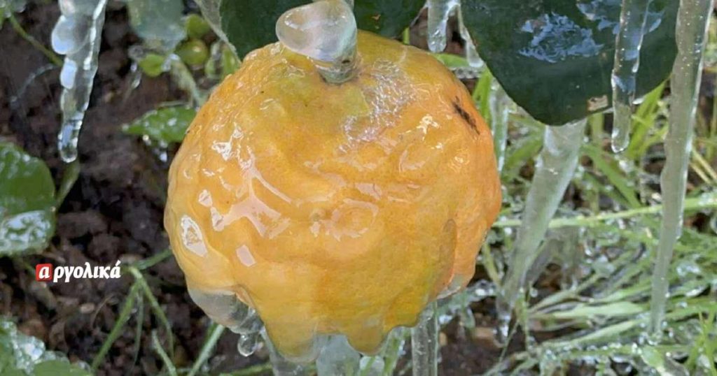 Ανησυχία παραγωγών Αργολίδας για ζημιές από παγετό