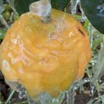 Ανησυχία παραγωγών Αργολίδας για ζημιές από παγετό