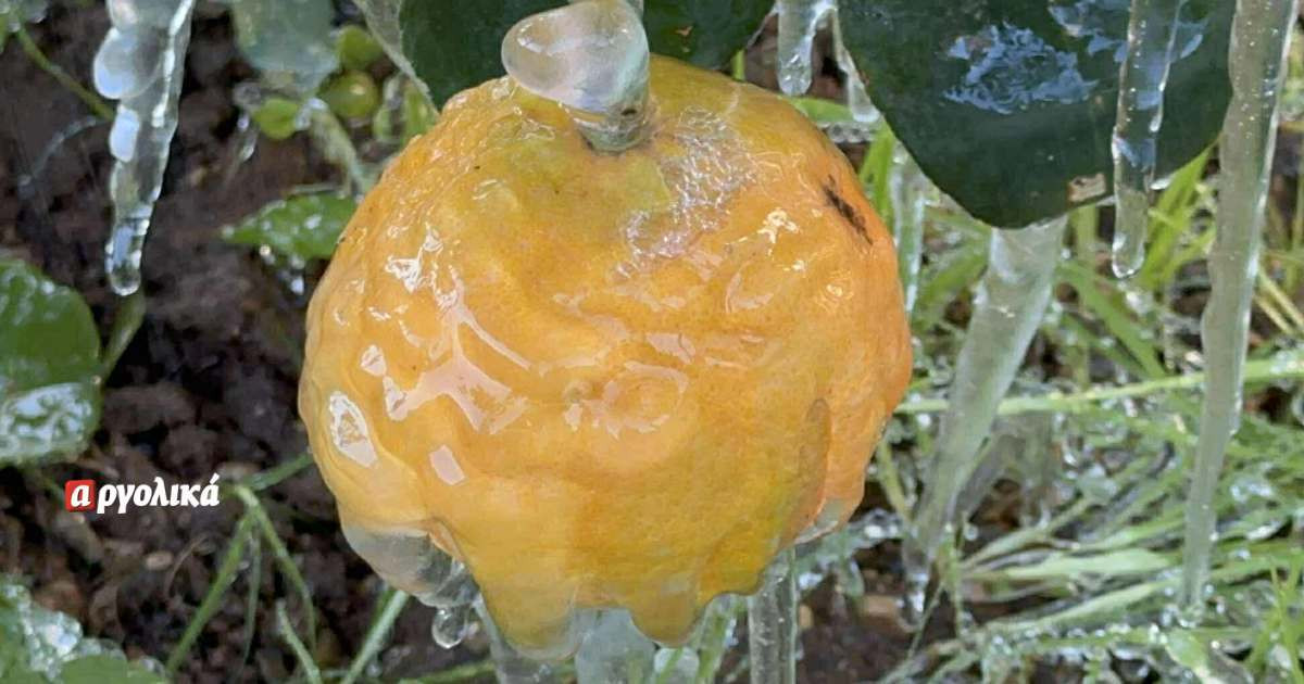 Ανησυχία παραγωγών Αργολίδας για ζημιές από παγετό