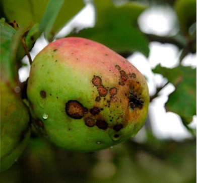 «Τείχος προστασίας» σε μηλοειδή, πηρυνόκαρπα και αμπέλι υψώνει το μόνο εγκεκριμένο θειασβέστιο Curatio