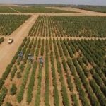 Η μακροπρόθεσμη στρατηγική της Σαουδικής Αραβίας για ανάπτυξη της ελαιοκαλλιέργειας συναντά την Αργεντινή