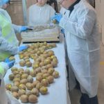 Στη Νότια Κορέα τα ακτινίδια της Κοινοπραξίας Συνεταιρισμών Ομάδων Παραγωγών Ημαθίας μέσω Gogrexpo - Fresher