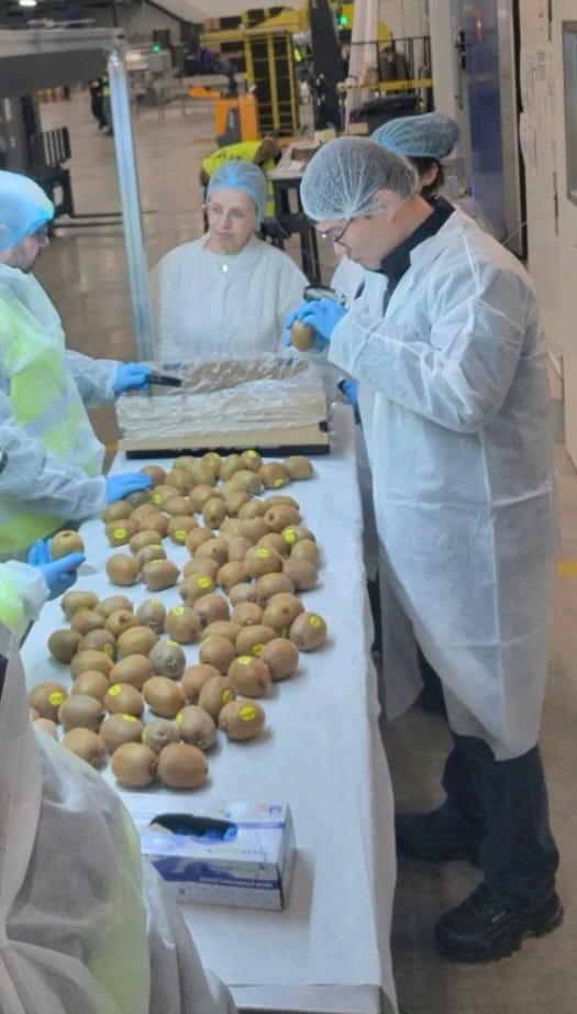 Στη Νότια Κορέα τα ακτινίδια της Κοινοπραξίας Συνεταιρισμών Ομάδων Παραγωγών Ημαθίας μέσω Gogrexpo - Fresher