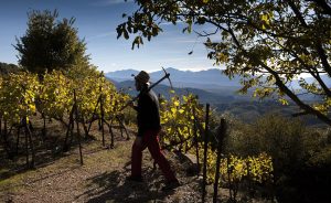 Οι ορεινοί αμπελώνες της Ελλάδας στο προσκήνιο της 1ης φετινής συνάντησης του Wine Club THESSALONIKI’ 96