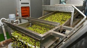 Η συμφωνία ΕΕ-Mercosur απειλεί τη βιωσιμότητα της ευρωπαϊκής επιτραπέζιας ελιάς