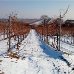 Εκδόθηκαν νέα πορίσματα και ο ΕΛΓΑ θα καταβάλλει αποζημιώσεις στο 75% • Έλληνας Αγρότης