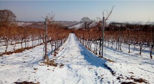 Εκδόθηκαν νέα πορίσματα και ο ΕΛΓΑ θα καταβάλλει αποζημιώσεις στο 75% • Έλληνας Αγρότης