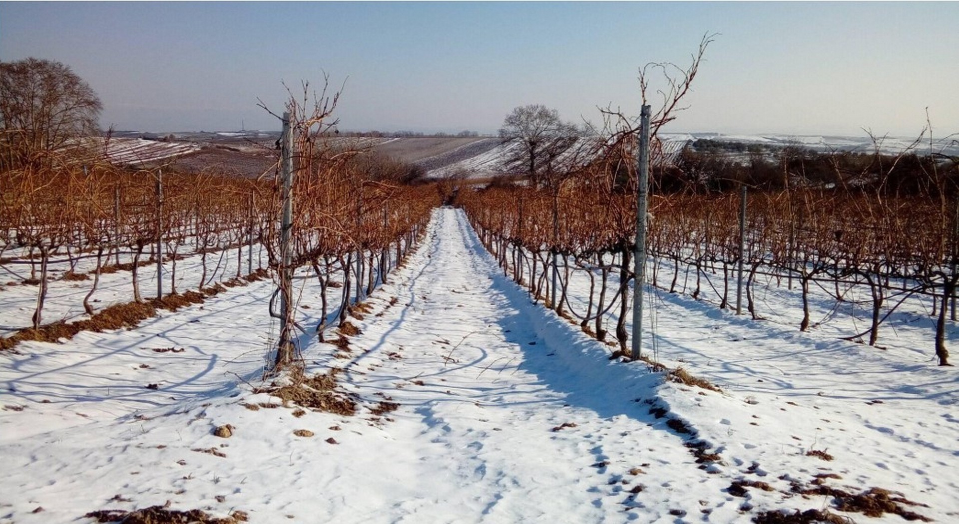 Εκδόθηκαν νέα πορίσματα και ο ΕΛΓΑ θα καταβάλλει αποζημιώσεις στο 75% • Έλληνας Αγρότης