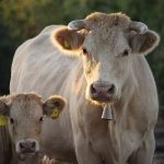 Υποχρεωτικά με Κτηνιατρικό Έγγραφο Κυκλοφορίας μετακινήσεις χοιροειδών και βοοειδών