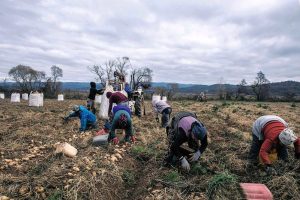Τα τελευταία 4 χρόνια έχουν «χαθεί» 162 άνθρωποι εν ώρα αγροτικής εργασίας • Έλληνας Αγρότης