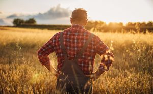 agrotis mellon agonia xorafi Farmer in field