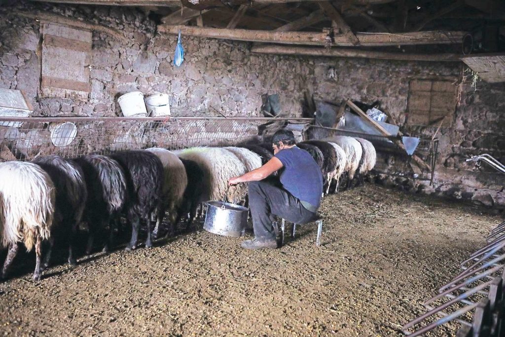 Από 23/1 ξεκινούν δηλώσεις ζημιών λόγω ανεμοθύελλας από κτηνοτρόφους στον ΕΛΓΑ Αλμυρού Βόλου • Έλληνας Αγρότης