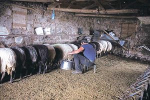 Από 23/1 ξεκινούν δηλώσεις ζημιών λόγω ανεμοθύελλας από κτηνοτρόφους στον ΕΛΓΑ Αλμυρού Βόλου • Έλληνας Αγρότης