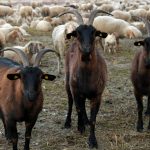 Ολοκληρώθηκε η σύσκεψη για την ευλογιά - Δέκα ερωταπαντήσεις από την αρμόδια επιτροπή (Βίντεο) • Έλληνας Αγρότης