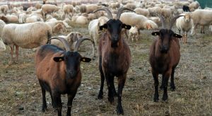 Ολοκληρώθηκε η σύσκεψη για την ευλογιά - Δέκα ερωταπαντήσεις από την αρμόδια επιτροπή (Βίντεο) • Έλληνας Αγρότης