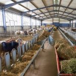 Εντατικές προσπάθειες να μείνει έξω από την Κρήτη η ευλογιά • Έλληνας Αγρότης