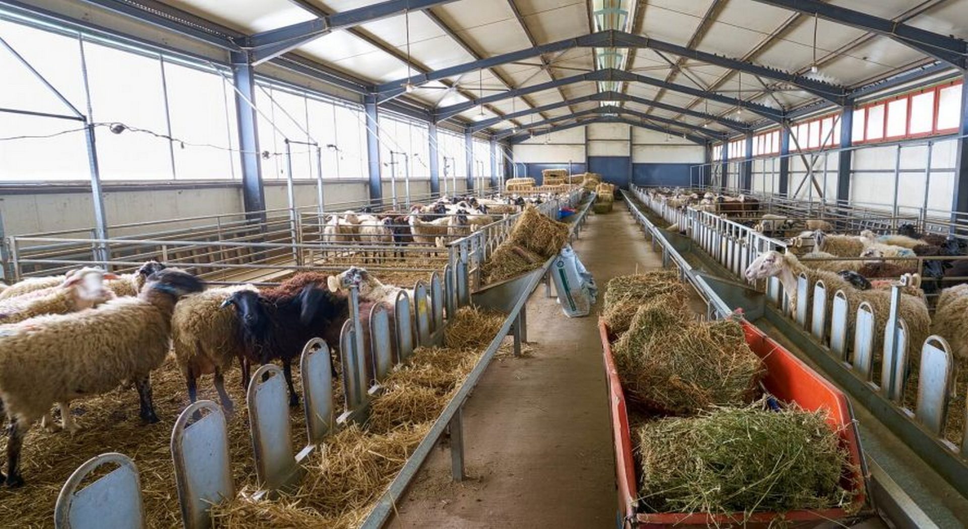 Εντατικές προσπάθειες να μείνει έξω από την Κρήτη η ευλογιά • Έλληνας Αγρότης