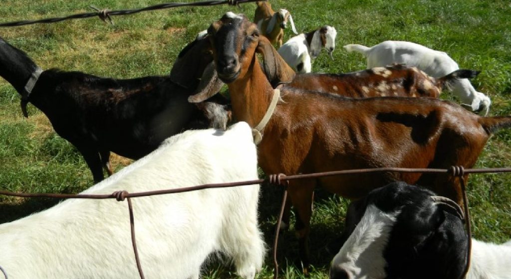 Τα νεκρά πρόβατα στον Αλφειό ποταμό προκάλεσαν Εισαγγελική παρέμβαση (Βίντεο) • Έλληνας Αγρότης