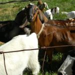 Τα νεκρά πρόβατα στον Αλφειό ποταμό προκάλεσαν Εισαγγελική παρέμβαση (Βίντεο) • Έλληνας Αγρότης