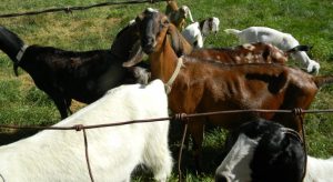 Τα νεκρά πρόβατα στον Αλφειό ποταμό προκάλεσαν Εισαγγελική παρέμβαση (Βίντεο) • Έλληνας Αγρότης