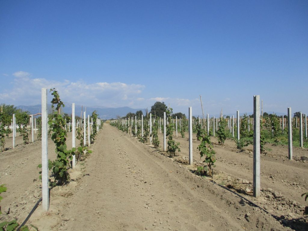 Ουρές για ακτινίδια στις νέες φυτεύσεις, αρέσουν επίσης  ελιά, μηλοειδή και βερίκοκα