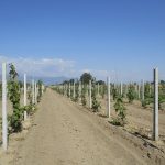 Ουρές για ακτινίδια στις νέες φυτεύσεις, αρέσουν επίσης  ελιά, μηλοειδή και βερίκοκα