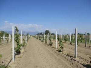 Ουρές για ακτινίδια στις νέες φυτεύσεις, αρέσουν επίσης  ελιά, μηλοειδή και βερίκοκα