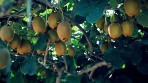 Χειμερινό κλάδεμα της ακτινιδιάς