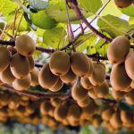 Αλλάζει ο χάρτης δενδρωδών καλλιεργειών - Αφήνουν τα ροδάκινα για να βάλουν ακτινίδια • Έλληνας Αγρότης