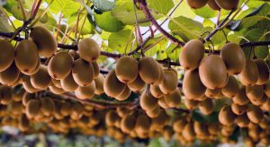 Αλλάζει ο χάρτης δενδρωδών καλλιεργειών - Αφήνουν τα ροδάκινα για να βάλουν ακτινίδια • Έλληνας Αγρότης