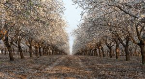 Επιστροφή αποζημίωσης με τόκο για όσους δεν κάνουν ανασύσταση - Θολό το τοπίο των κανονισμών • Έλληνας Αγρότης