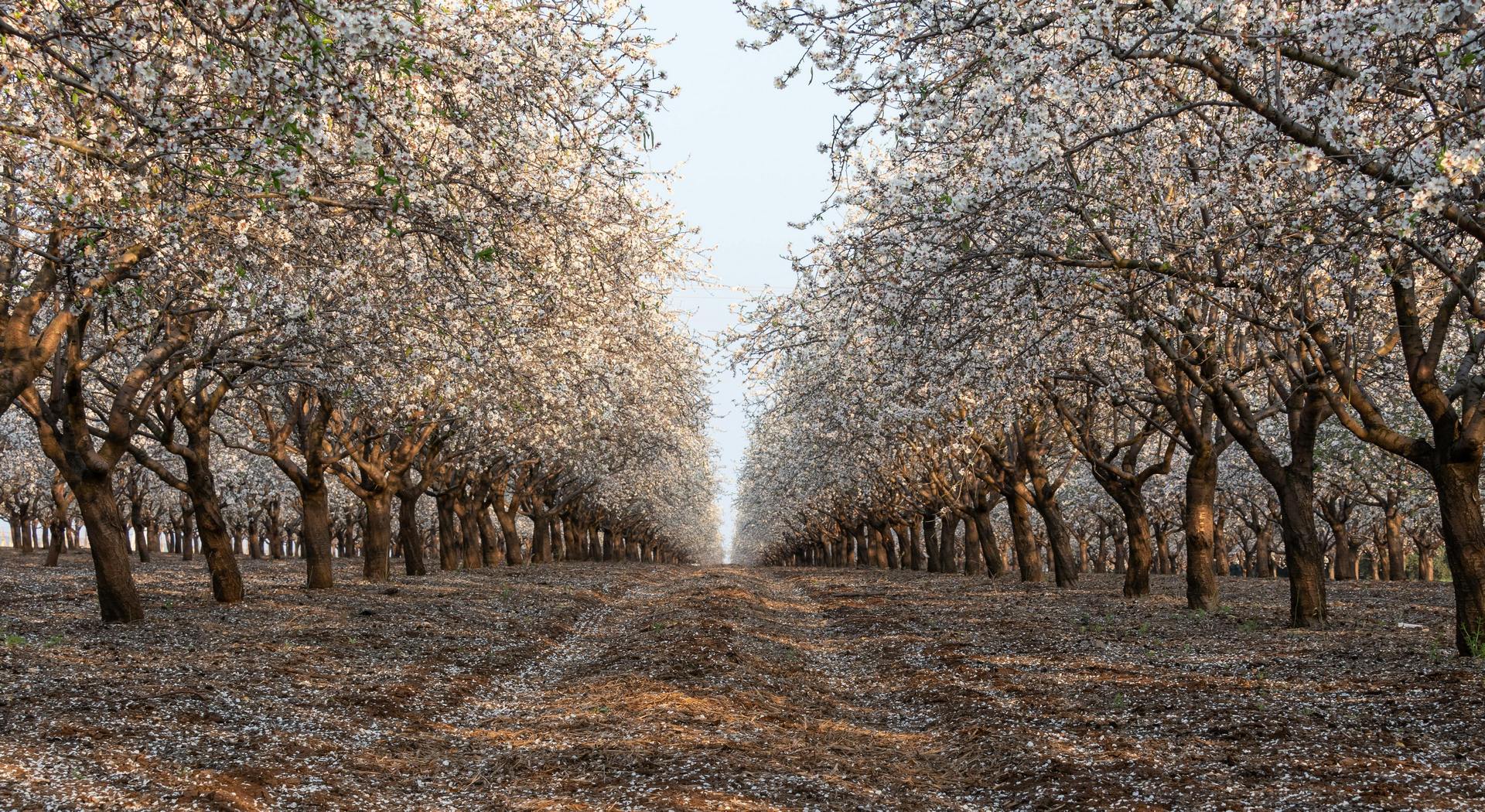 Επιστροφή αποζημίωσης με τόκο για όσους δεν κάνουν ανασύσταση - Θολό το τοπίο των κανονισμών • Έλληνας Αγρότης