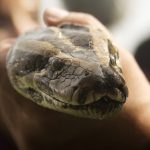 Αυστραλία: Ξύπνησε με έναν πύθωνα 2,5 μέτρων πάνω στο στήθος της - ertnews.gr