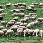 Καθαρή από ευλογιά αιγοπροβάτων η Ήπειρος