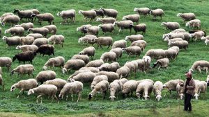 Καθαρή από ευλογιά αιγοπροβάτων η Ήπειρος